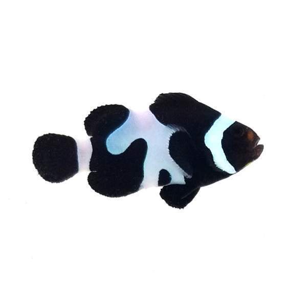 Clownfish Black Davinci Semi – Www.coralreeftn.com