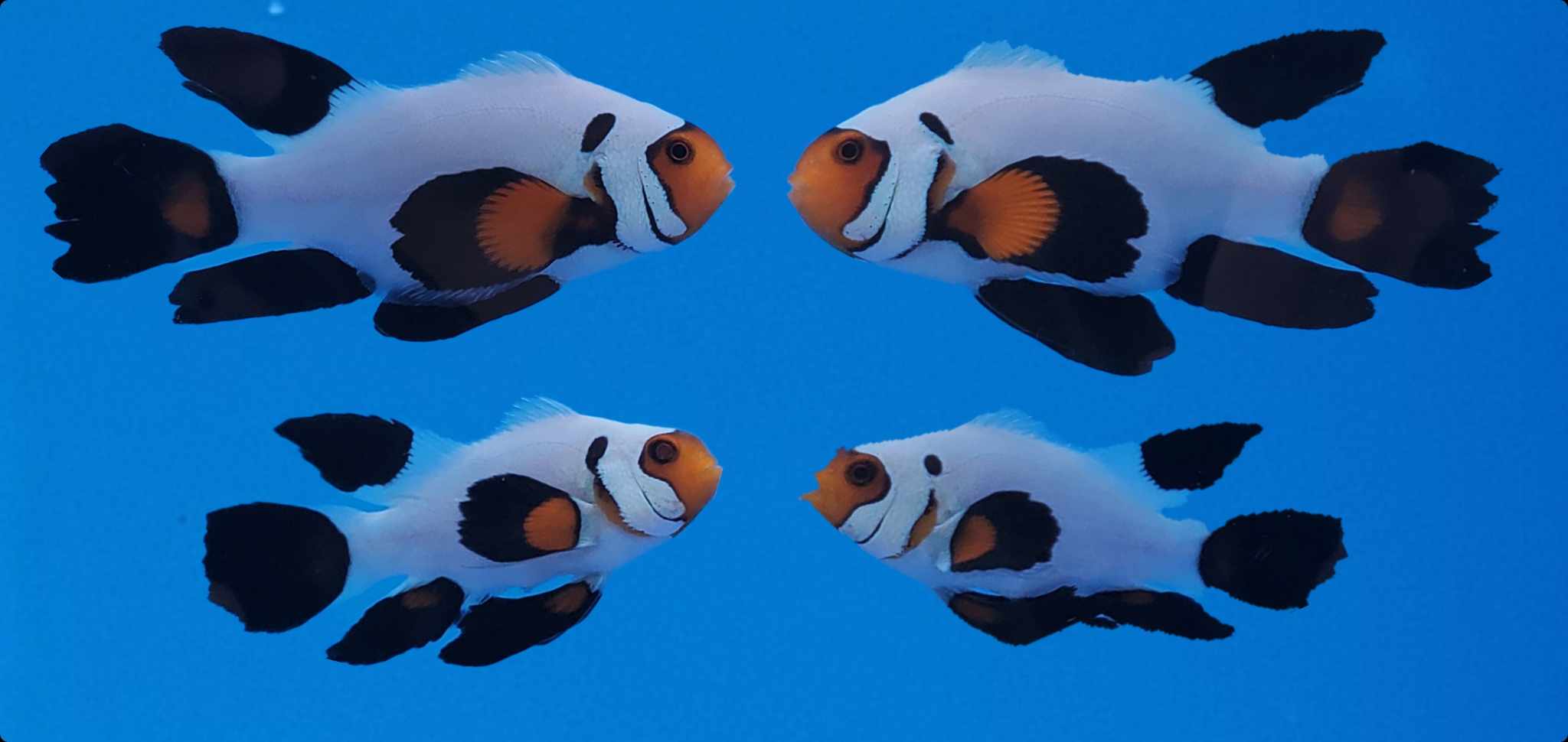 Clownfish Bonded Pair Black Wyoming White Roundtail Longfin – www