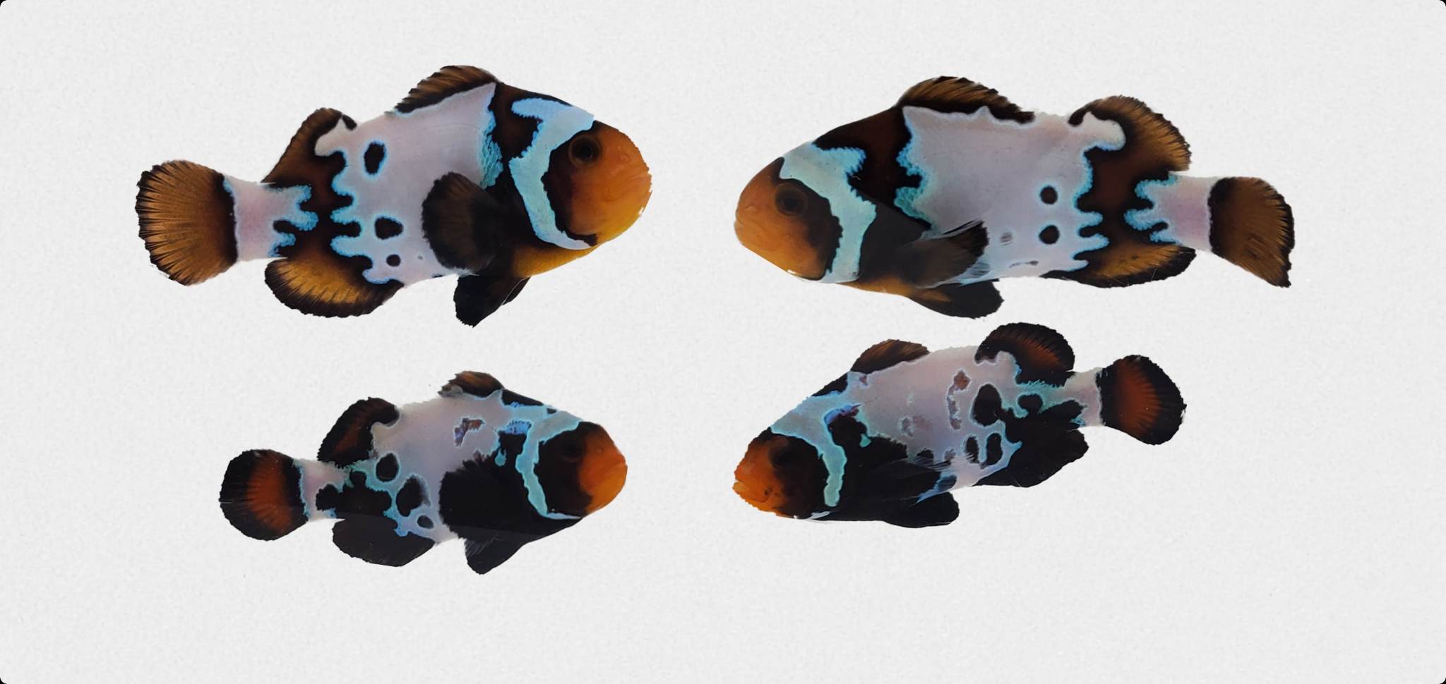 blacker ice clownfish