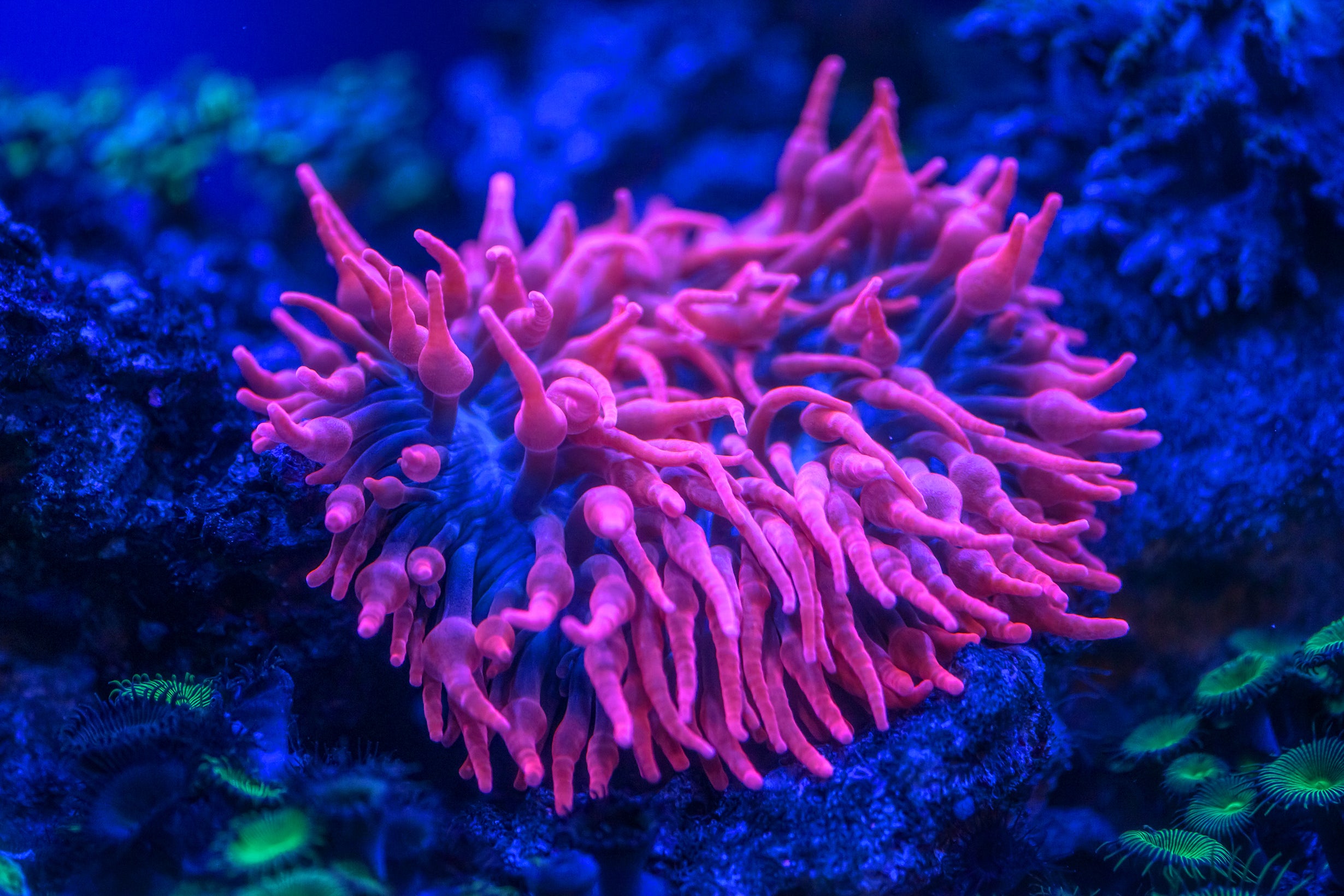 Anemones – www.coralreeftn.com