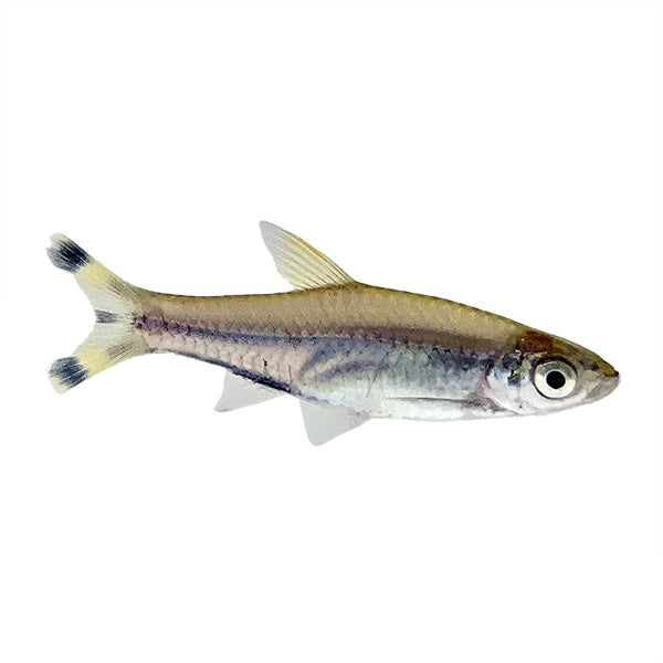 Rasboras – www.coralreeftn.com