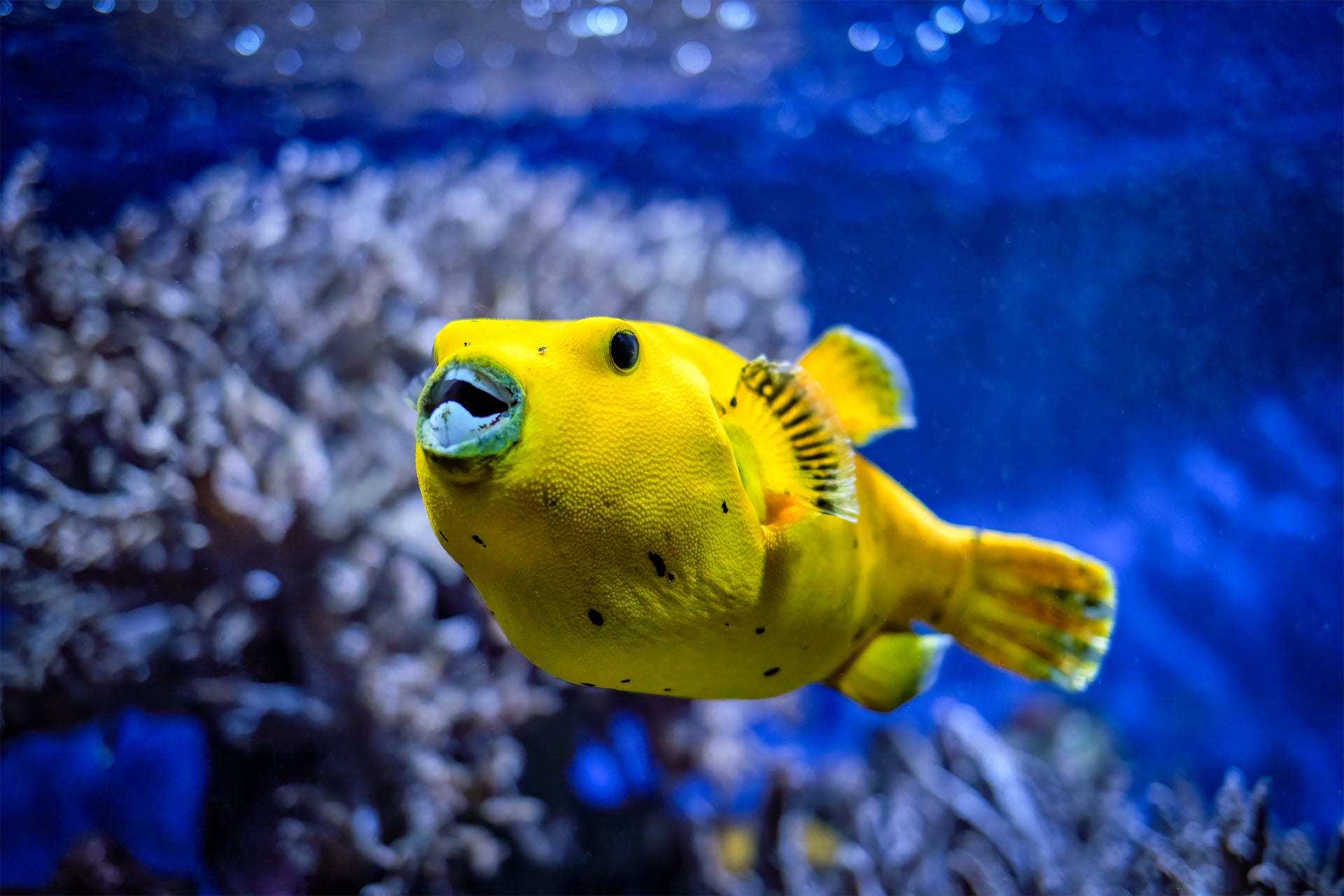 Puffers – www.coralreeftn.com