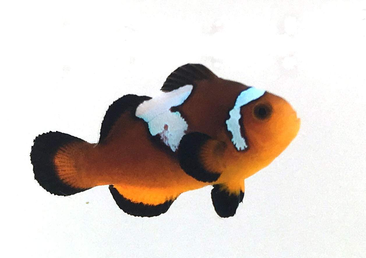 Clownfish Lightning Mochaccino