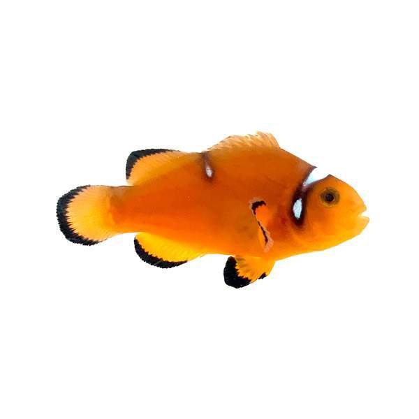 Clownfish Tiger Clown