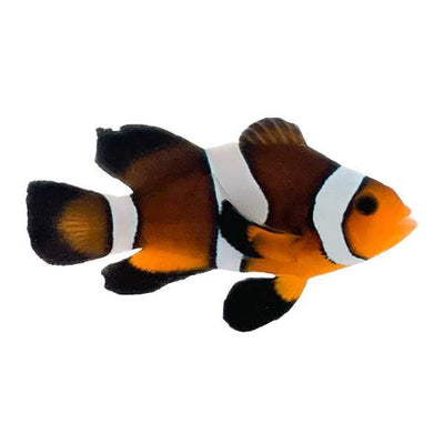 Clownfish Chocolate Roundtail Longfin