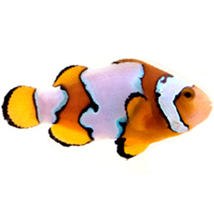 Clownfish Snow Onyx