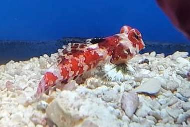 Red Scooter Dragonet / Red Marbled Dragonet 3-Lot