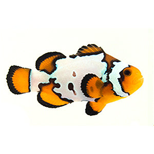 Clownfish Fancy Snowflake w/ Bulletholes