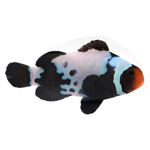 Clownfish Blacker Ice w/ Bulletholes