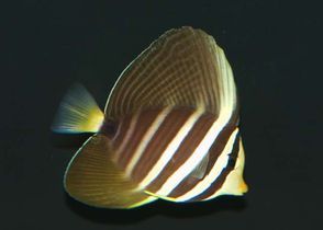 Sailfin Tang