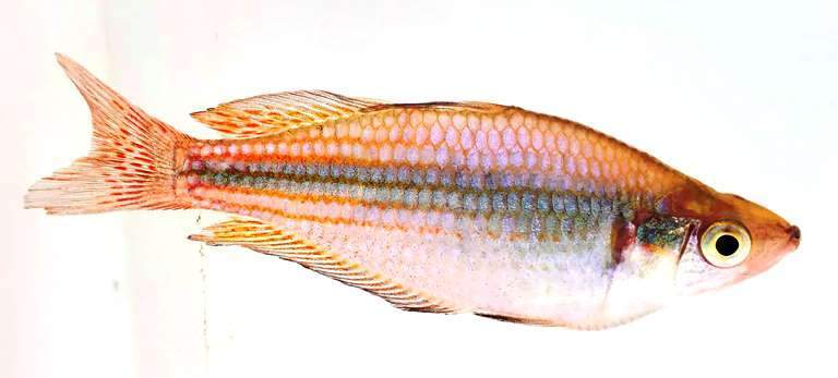 Eastern / Australian Rainbowfish