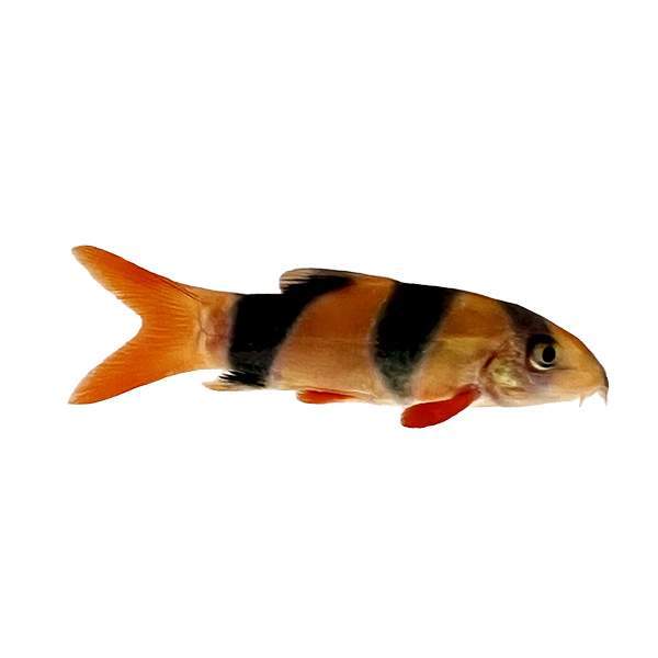 Clown Loach