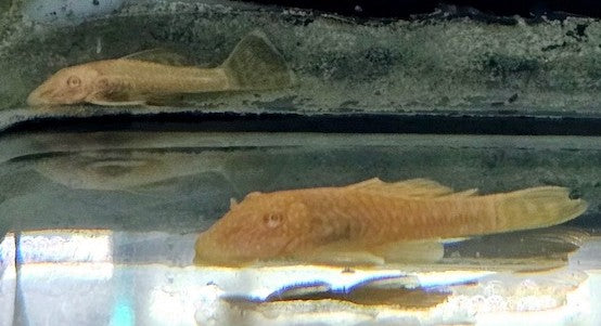 Albino Bristlenose Pleco Catfish