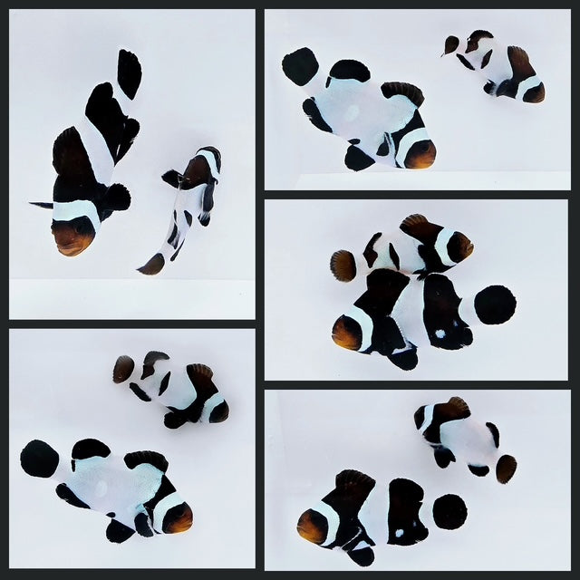 Clownfish Bonded Pair Black Davinci Smudgy