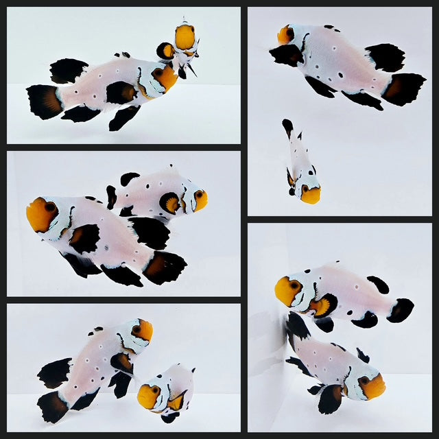 Clownfish Bonded Pair Black Frostbite Roundtail Longfin