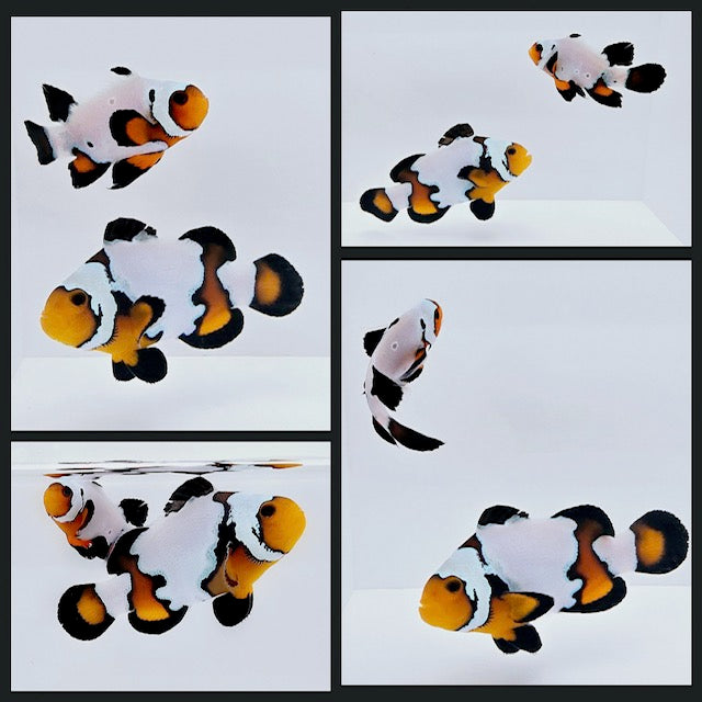 Clownfish Bonded Pair Black Ice/Chilled Roundtail Longfin