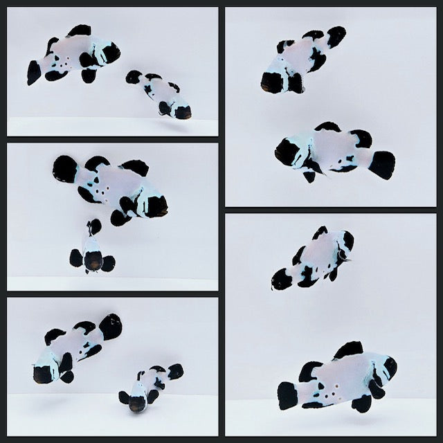 Clownfish Bonded Pair Black Snowflake Special