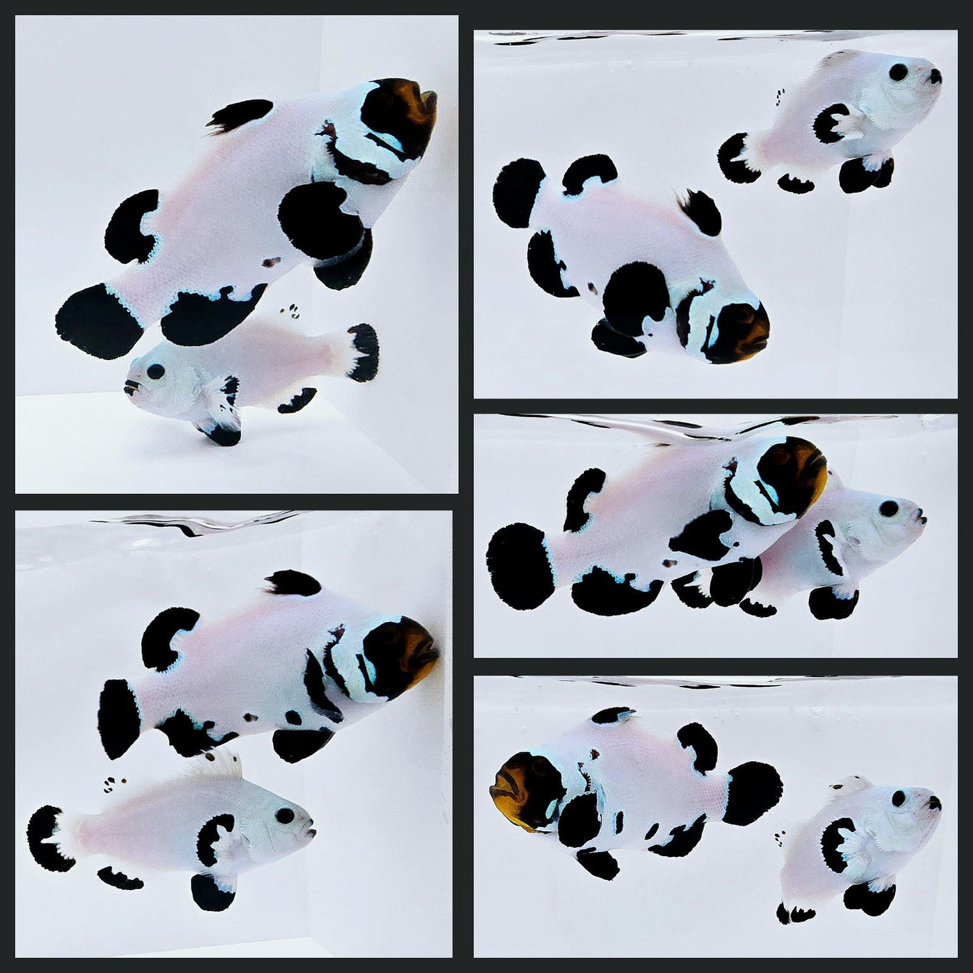 Clownfish Bonded Pair Black Snow Storm/Black Frostbite