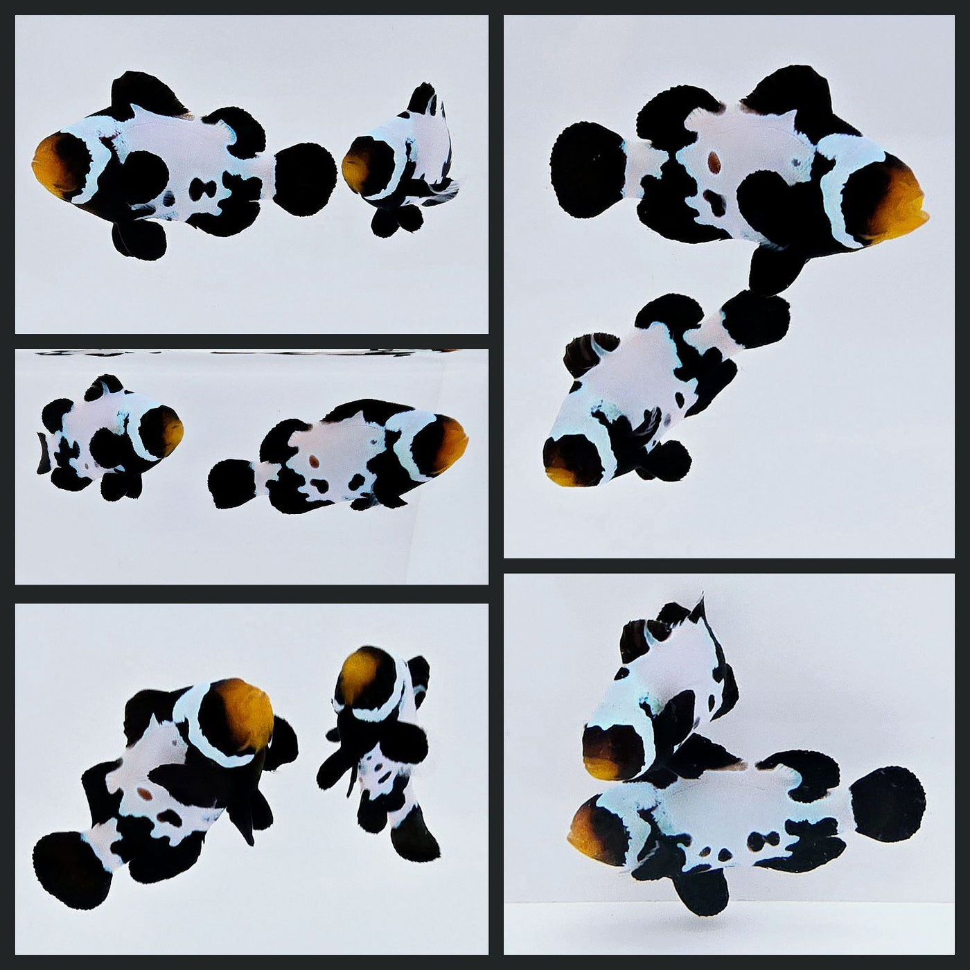 Clownfish Bonded Pair Black Snowflake with Bulletholes