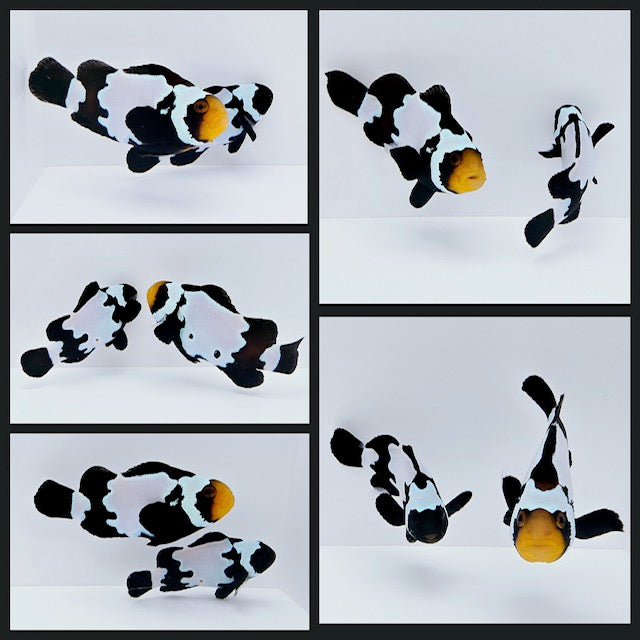 Clownfish Bonded Pair Black Snowflake