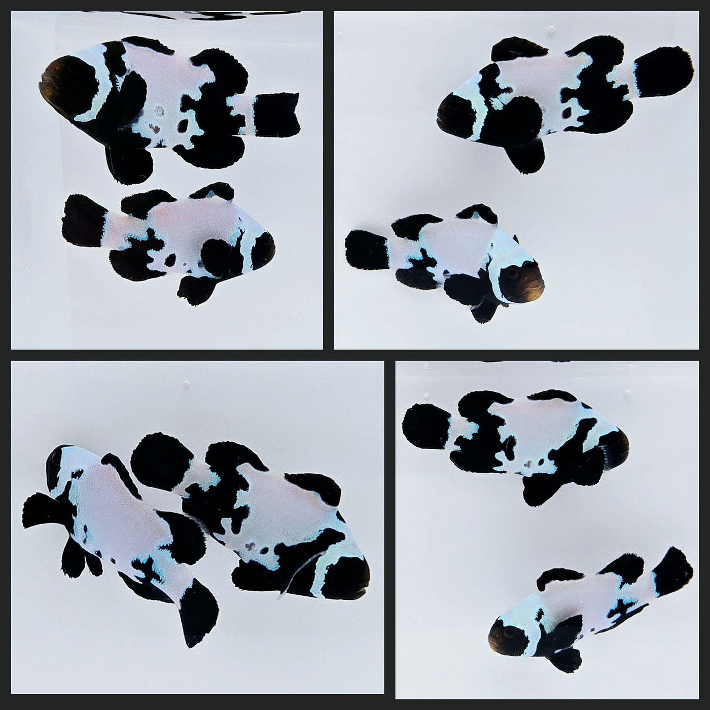 Clownfish Bonded Pair Black Snowflake Extreme with Bulletholes