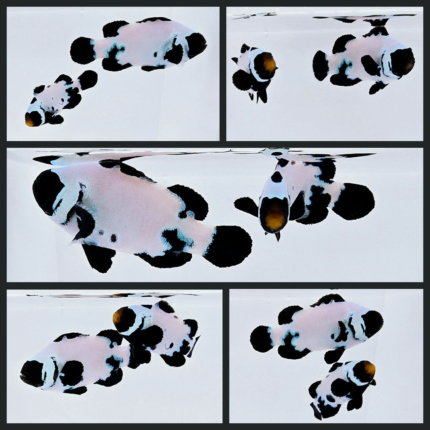 Clownfish Bonded Pair Black Snowflake Special