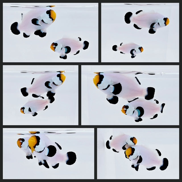 Clownfish Bonded Pair Black Wyoming White