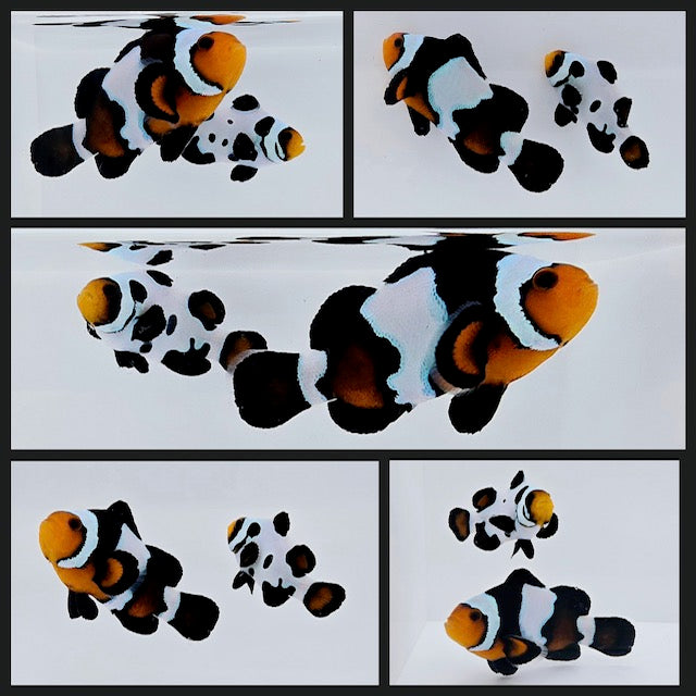 Clownfish Bonded Pair Blacker Ice/Blacker Ice Special