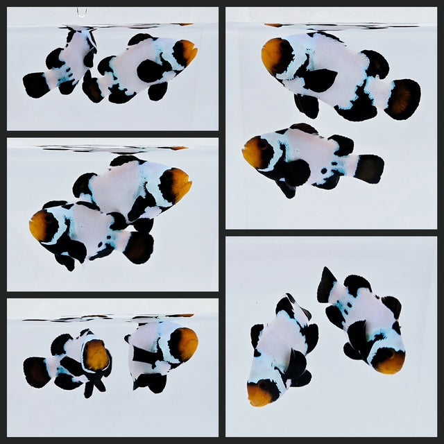 Clownfish Bonded Pair Blacker Ice Extreme