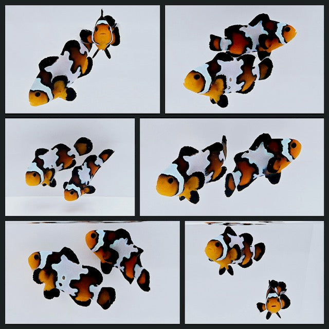 Clownfish Bonded Pair Blacker Ice