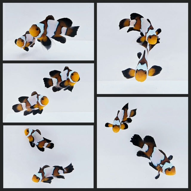 Clownfish Bonded Pair Blacker Ice Roundtail Longfin