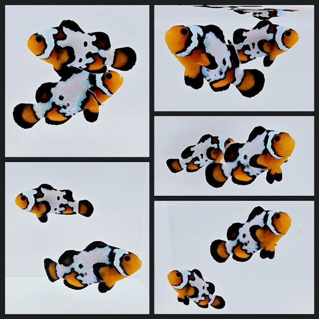 Clownfish Bonded Pair Blacker Ice w/ Bulletholes