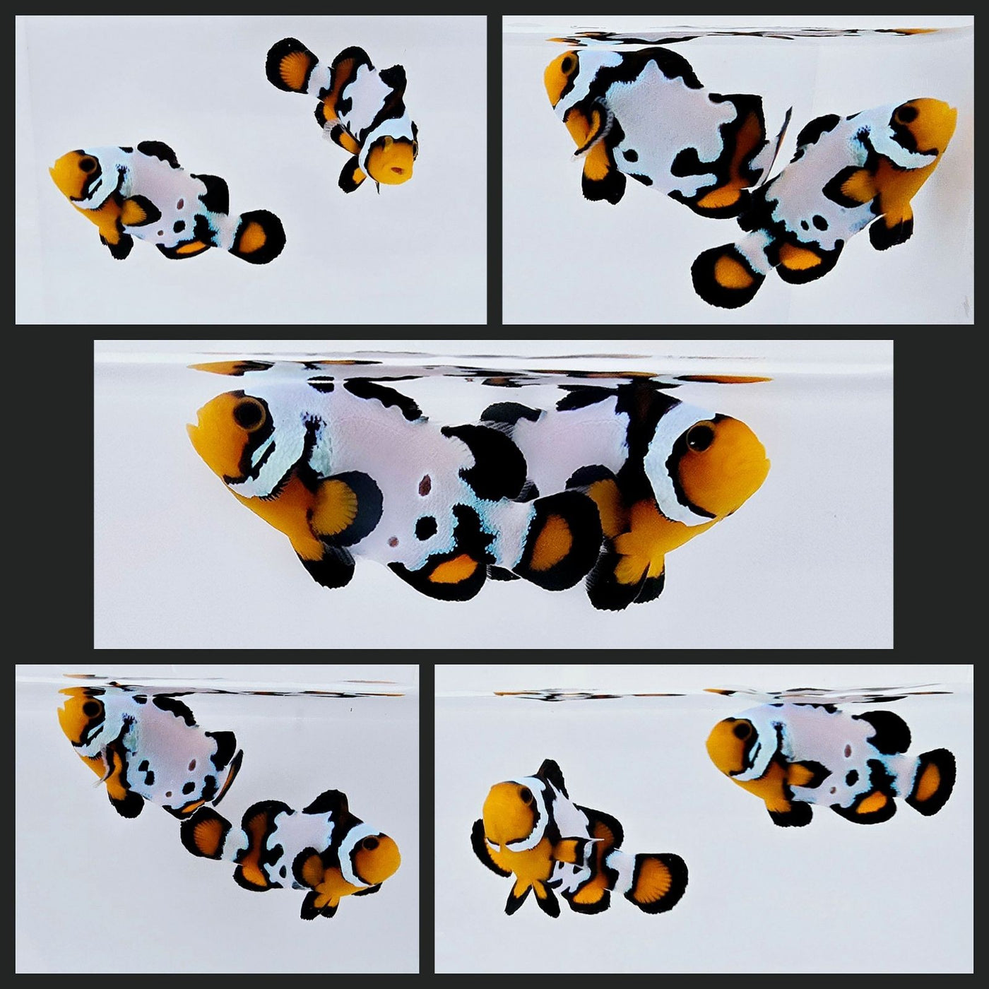 Clownfish Bonded Pair Blacker Ice w/ Bulletholes