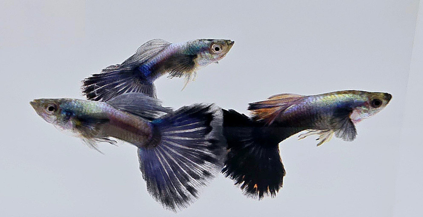 Black Dumbo Guppy Male