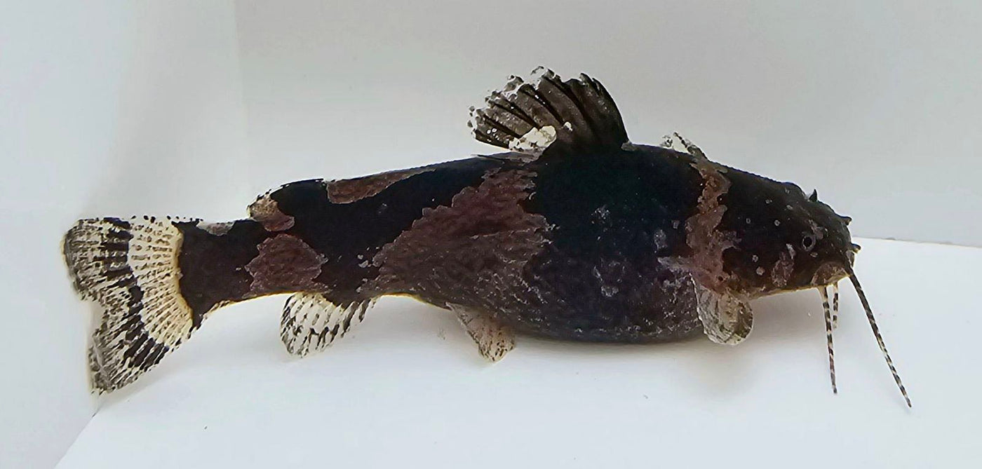 South American Bumblebee Catfish