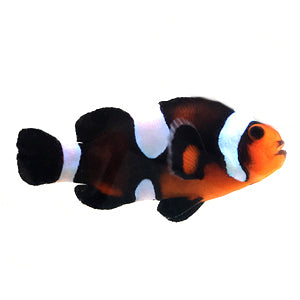 Clownfish Chocolate Mocha Misbar