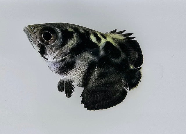 Clouded Archerfish