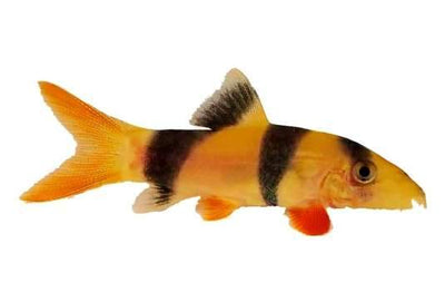 Clown Loach