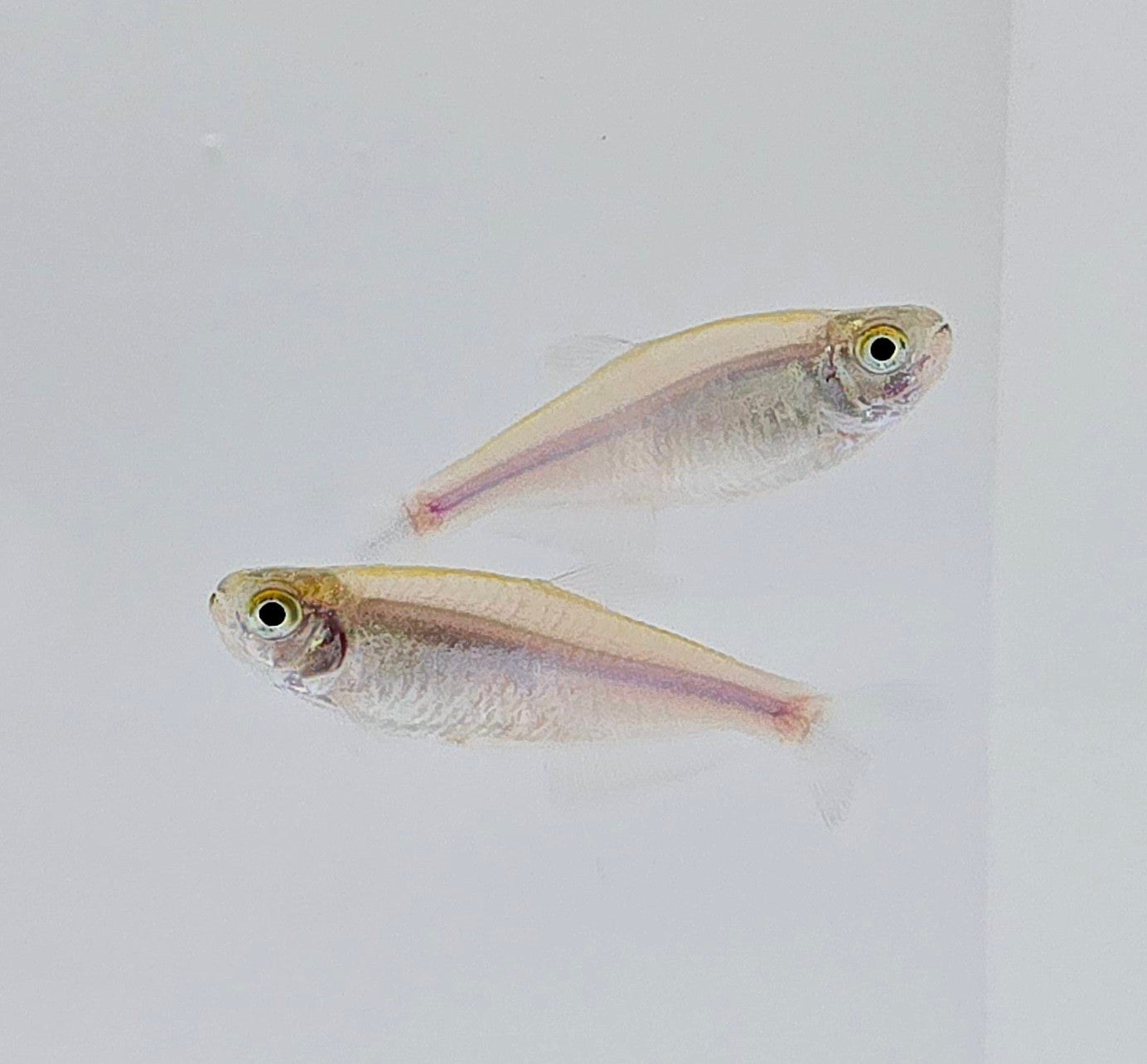 Cochu's Blue King Tetra