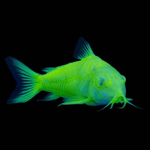 Electric Green GLoFish Cory Catfish – www.coralreeftn.com