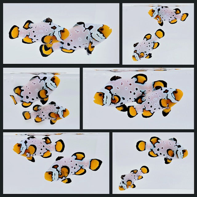 Clownfish Bonded Pair Fancy Snowflake Special with Bulletholes