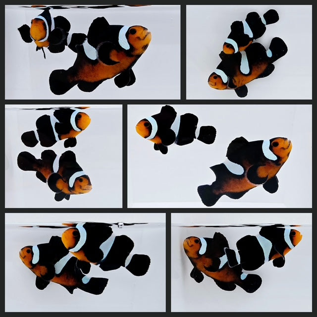 Clownfish Bonded Pair Fancy Super Misbar