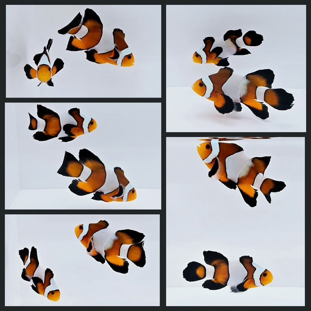 Clownfish Bonded Pair Fancy White Smudgy Roundtail Longfin