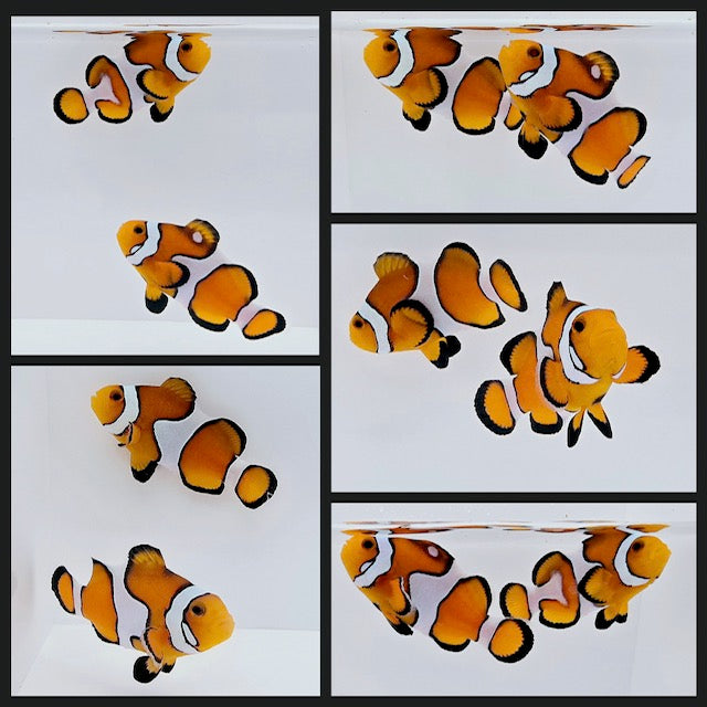 Clownfish Bonded Pair Fancy White Smudgy