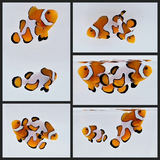 Clownfish Bonded Pair Fancy White