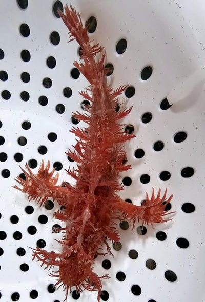 Frilly Rhinopias