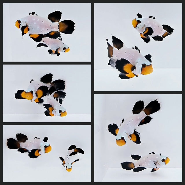 Clownfish Bonded Pair Frostbite Chilled Roundtail Longfin