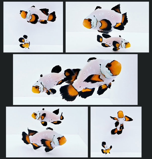 Clownfish Bonded Pair Frostbite Chilled Roundtail Longfin