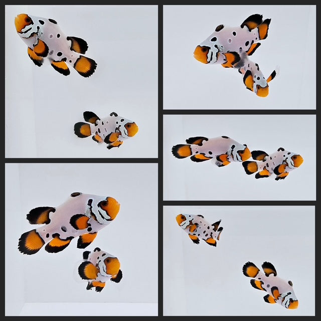 Clownfish Bonded Pair Frostbite Frozen Roundtail Longfin