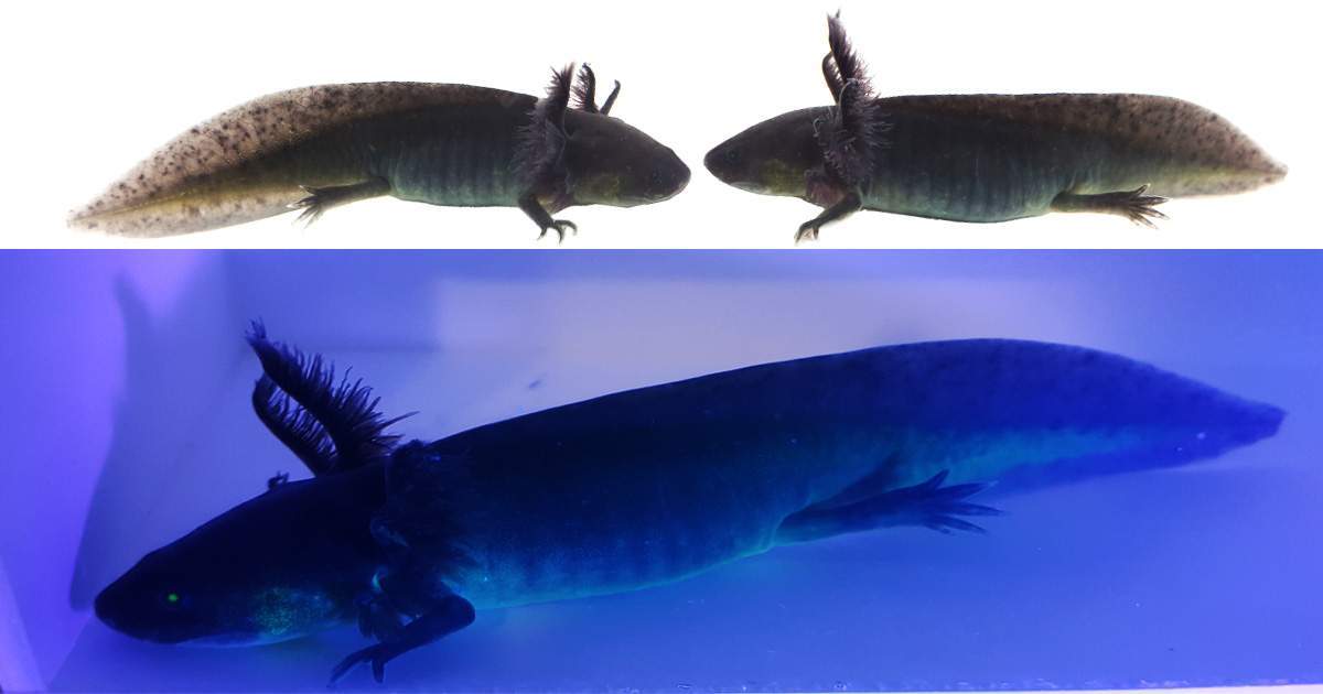 GFP Dark Melanoid Axolotl Bins 65-66